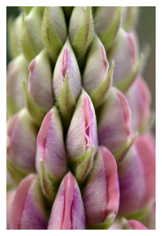 Detail of budding Lupine, Netherlands-Paper Art-26"x38"