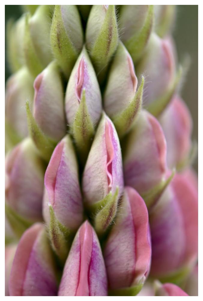 Detail of budding Lupine, Netherlands-Paper Art-42"x62"