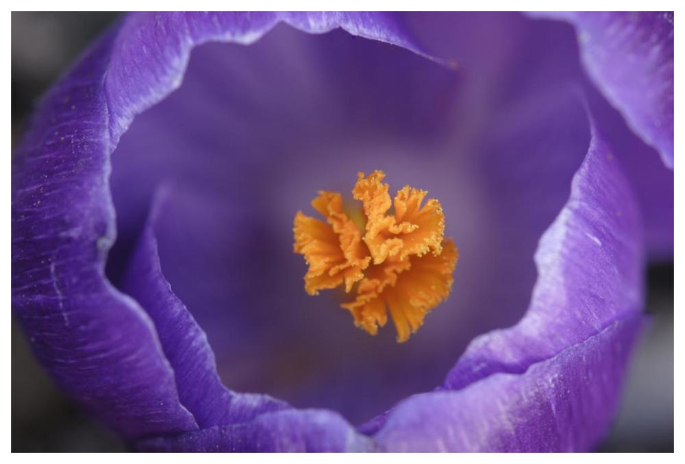 Dutch Crocus flower, Hoogeloon, Netherlands-Paper Art-62"x42"