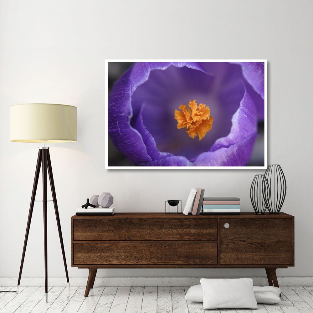Dutch Crocus flower, Hoogeloon, Netherlands-Paper Art-62&quotx42"