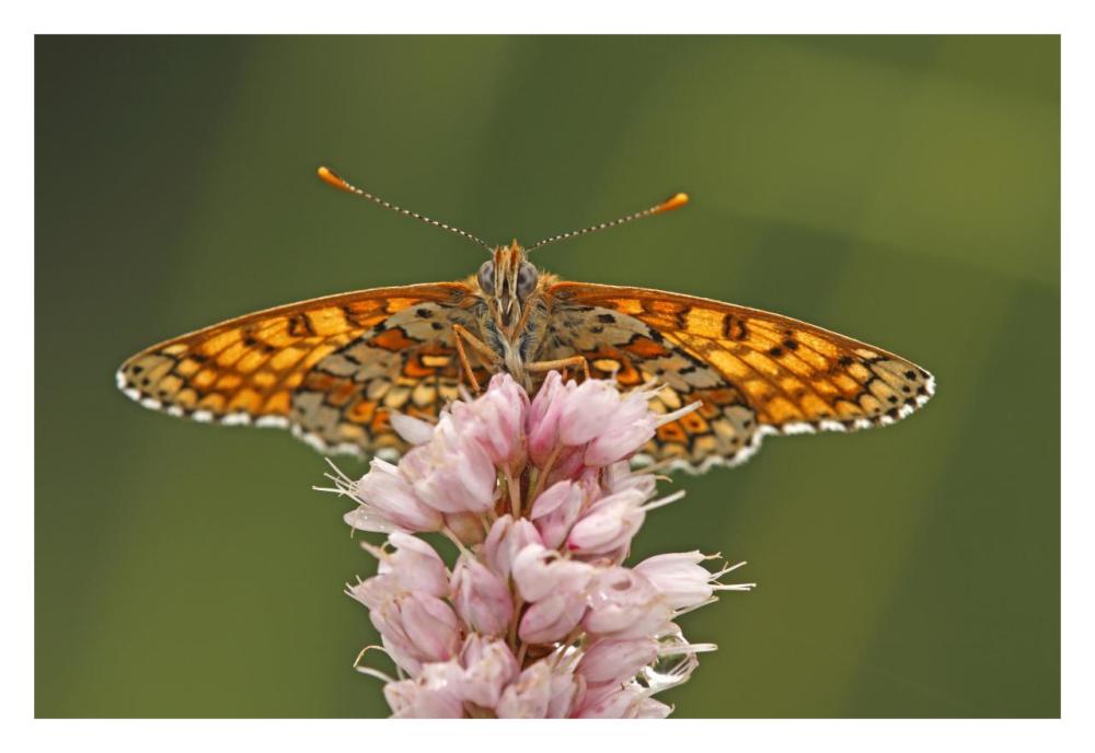 Glanville Fritillary butterfly, Eifel, Germany-Paper Art-32"x22"