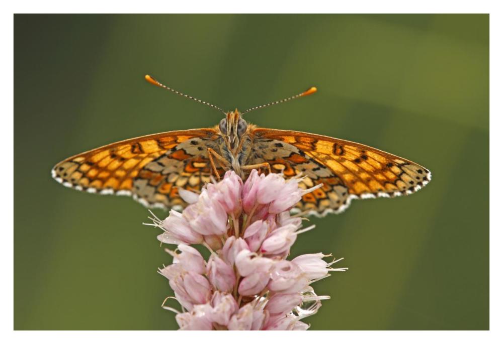 Glanville Fritillary butterfly, Eifel, Germany-Paper Art-38"x26"