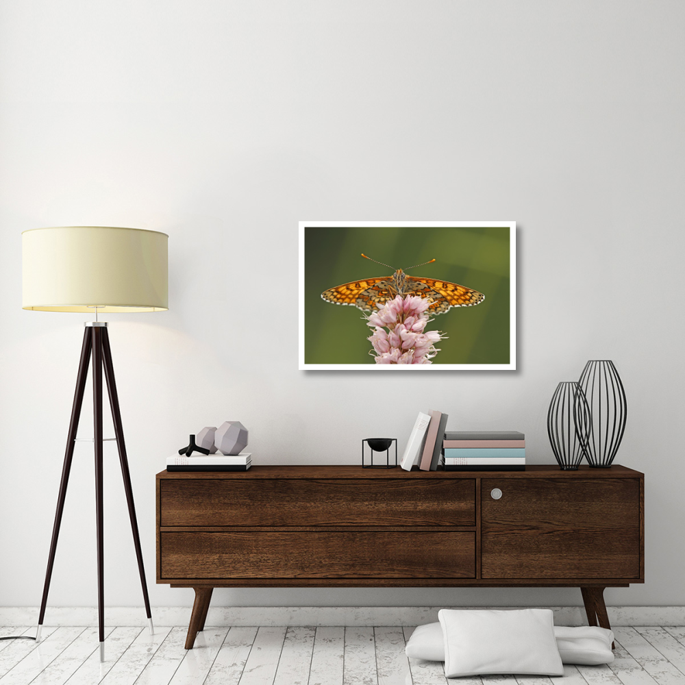 Glanville Fritillary butterfly, Eifel, Germany-Paper Art-38&quotx26"