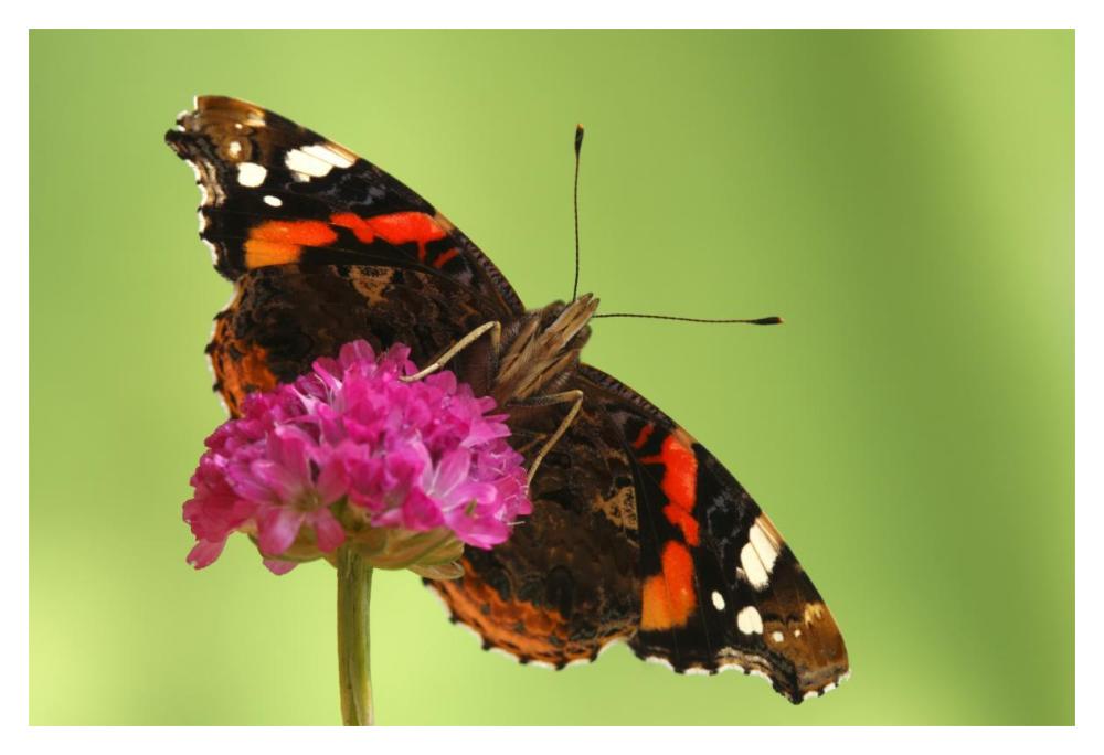 Red Admiral, Hoogeloon, Netherlands. Sequence 13 of 14-Paper Art-20"x14"