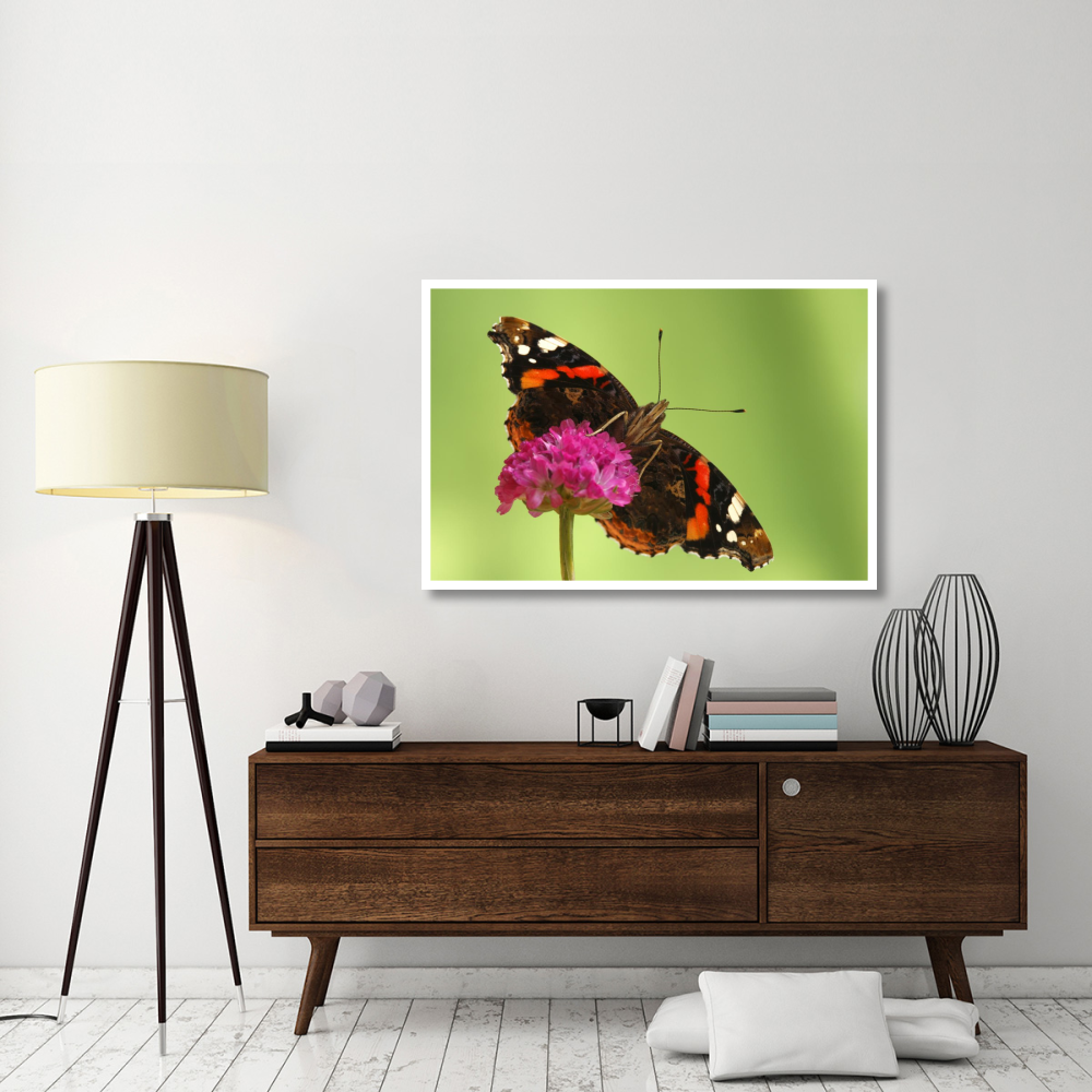 Red Admiral, Hoogeloon, Netherlands. Sequence 13 of 14-Paper Art-50&quotx34"