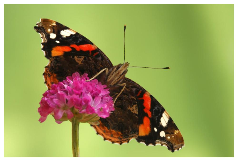 Red Admiral, Hoogeloon, Netherlands. Sequence 13 of 14-Paper Art-62"x42"