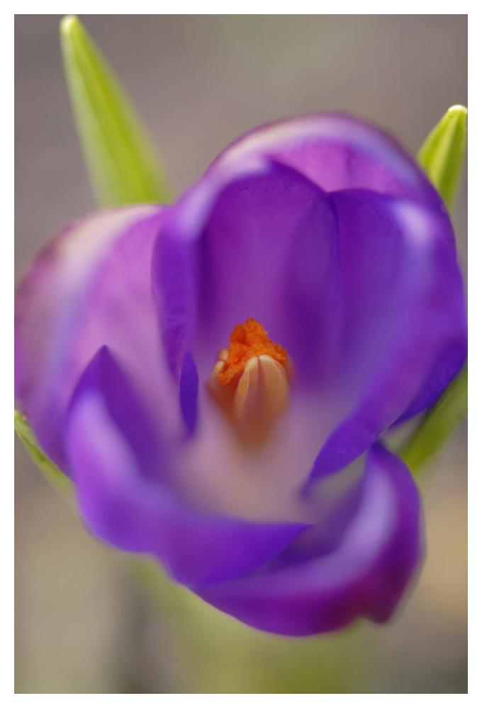 Dutch Crocus flower with pistil, Hoogeloon, Netherlands-Paper Art-34"x50"