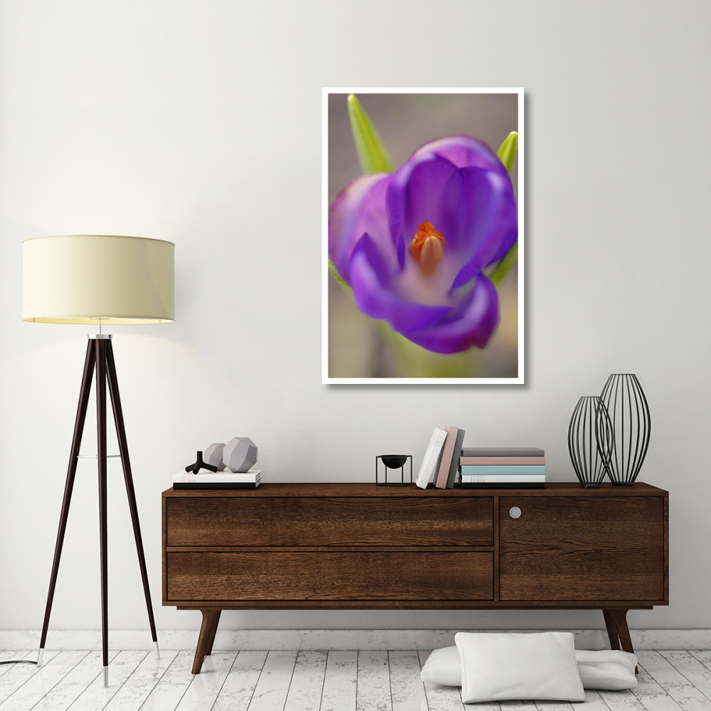 Dutch Crocus flower with pistil, Hoogeloon, Netherlands-Paper Art-34&quotx50"