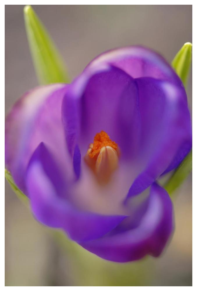 Dutch Crocus flower with pistil, Hoogeloon, Netherlands-Paper Art-42"x62"