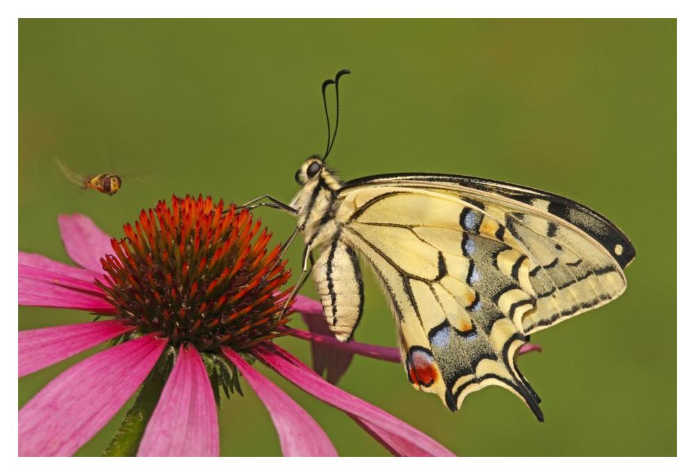Oldworld Swallowtail on flower, Hoogeloon, Noord-Brabant, Netherlands-Paper Art-20"x14"