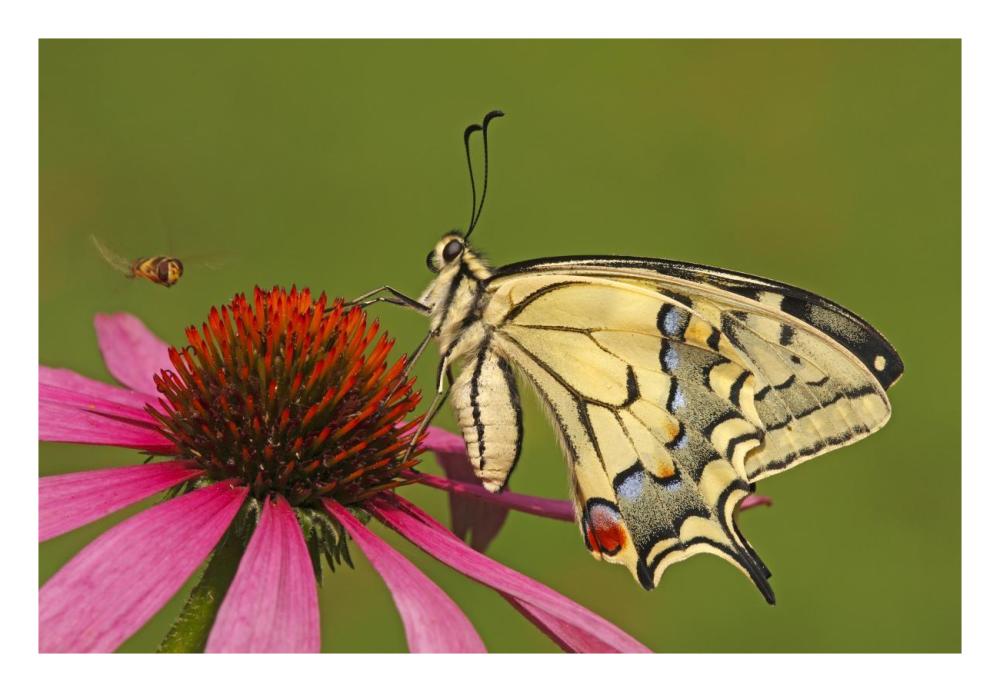 Oldworld Swallowtail on flower, Hoogeloon, Noord-Brabant, Netherlands-Paper Art-26"x18"