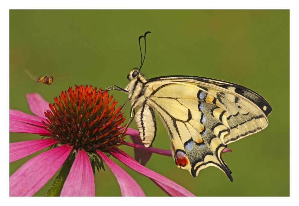 Oldworld Swallowtail on flower, Hoogeloon, Noord-Brabant, Netherlands-Paper Art-32"x22"