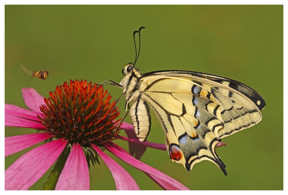 Oldworld Swallowtail on flower, Hoogeloon, Noord-Brabant, Netherlands-Paper Art-62"x42"
