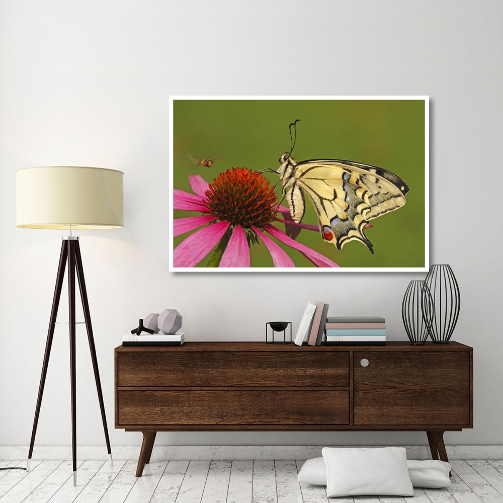 Oldworld Swallowtail on flower, Hoogeloon, Noord-Brabant, Netherlands-Paper Art-62&quotx42"