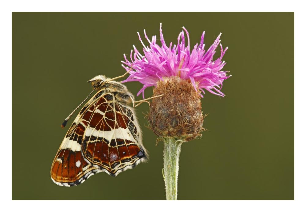 Map Butterfly on Knapwort Harshweed, Hoogeloon, Noord-Brabant, Netherlands-Paper Art-26"x18"