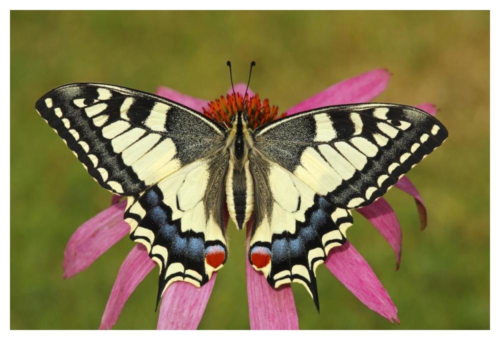 Oldworld Swallowtail butterfly on a flower, Hoogeloon, Noord-Brabant, Netherlands-Paper Art-50"x34"