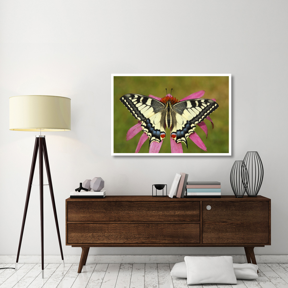 Oldworld Swallowtail butterfly on a flower, Hoogeloon, Noord-Brabant, Netherlands-Paper Art-50&quotx34"