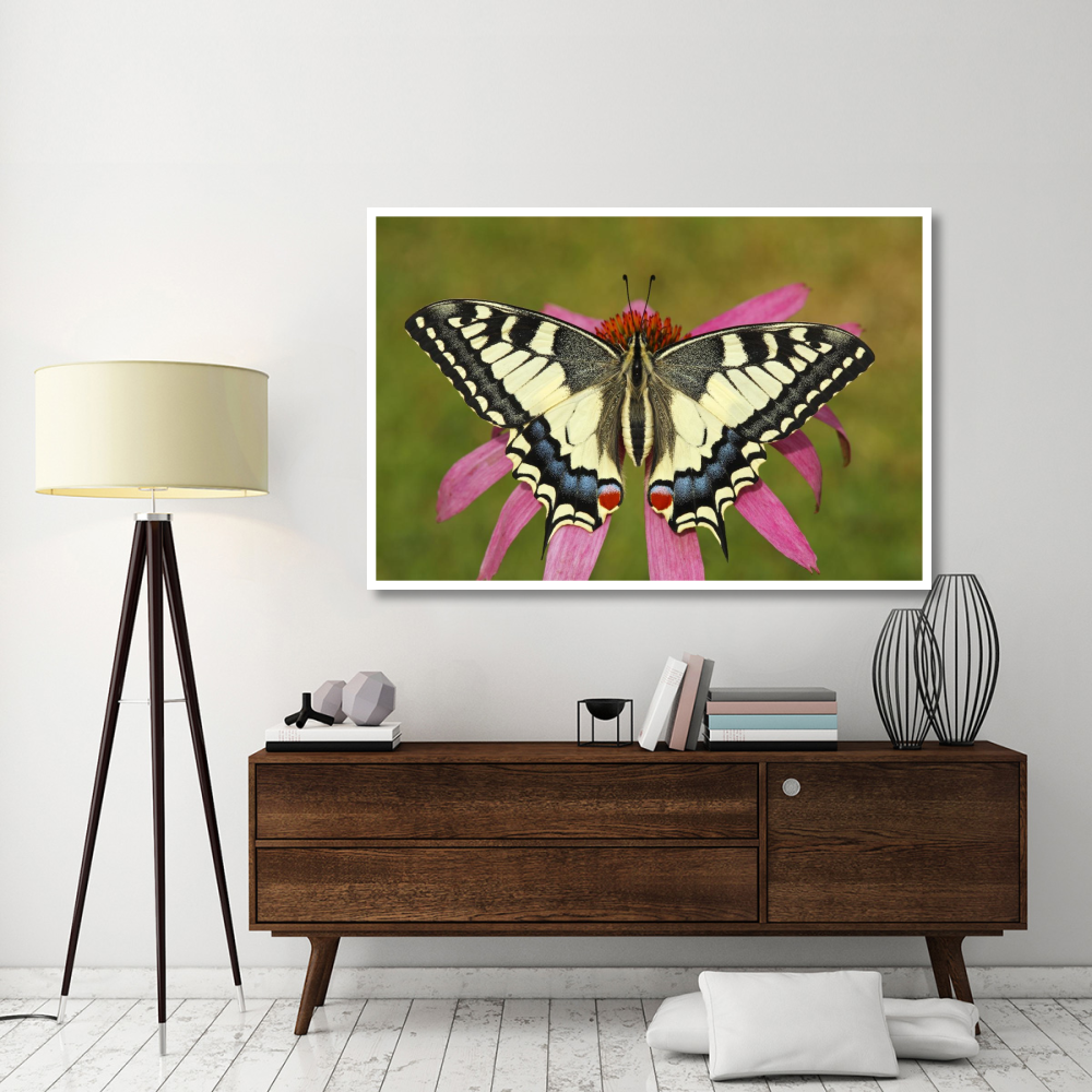 Oldworld Swallowtail butterfly on a flower, Hoogeloon, Noord-Brabant, Netherlands-Paper Art-62&quotx42"