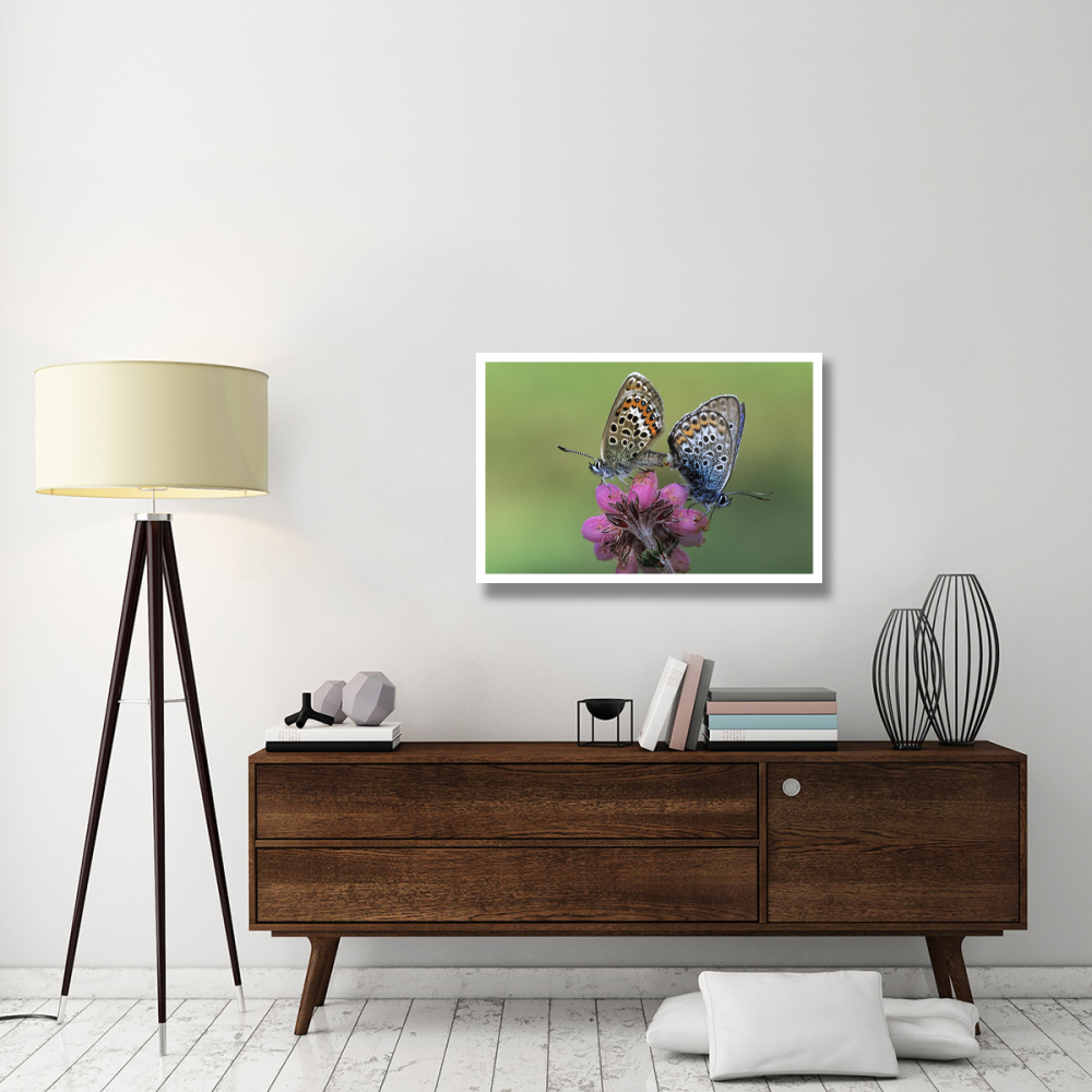 Silver-studded Blue butterfly pair mating on flower, Europe-Paper Art-38&quotx26"