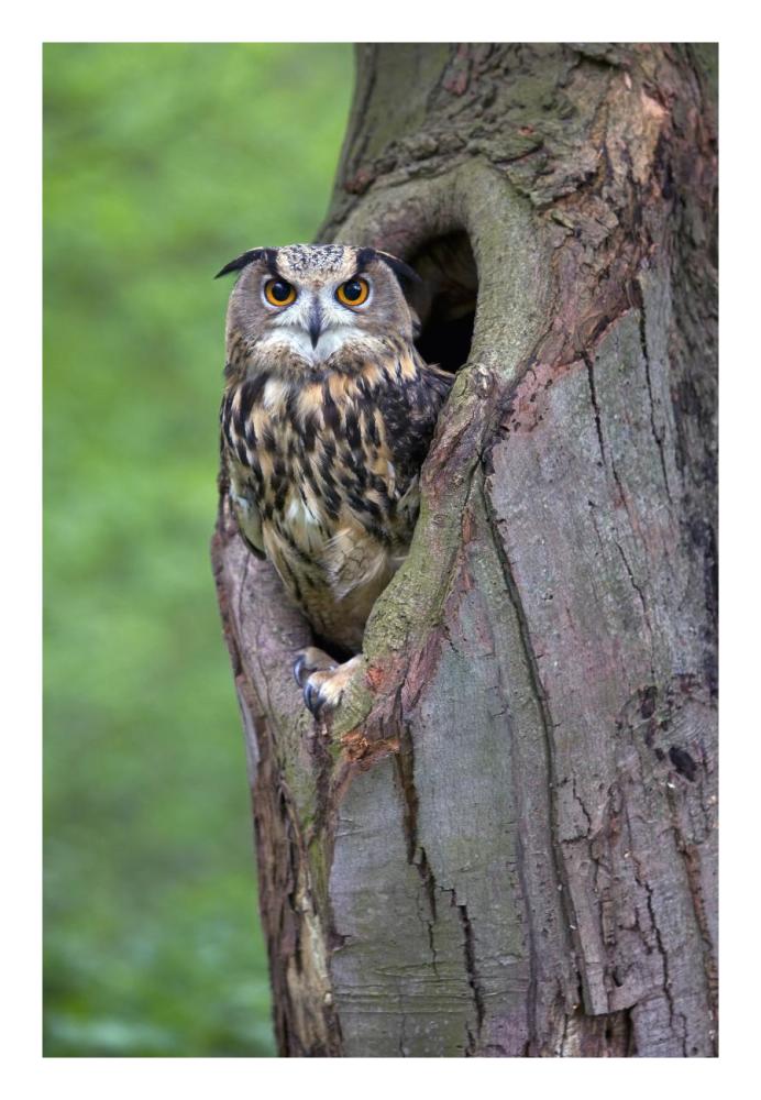 Eurasian Eagle-Owl looking out from a tree cavity, Netherlands-Paper Art-18"x26"