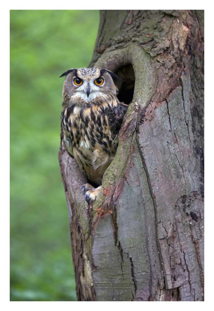 Eurasian Eagle-Owl looking out from a tree cavity, Netherlands-Paper Art-22"x32"