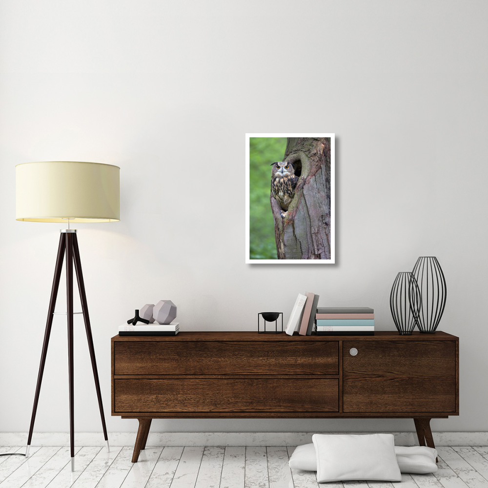 Eurasian Eagle-Owl looking out from a tree cavity, Netherlands-Paper Art-22&quotx32"