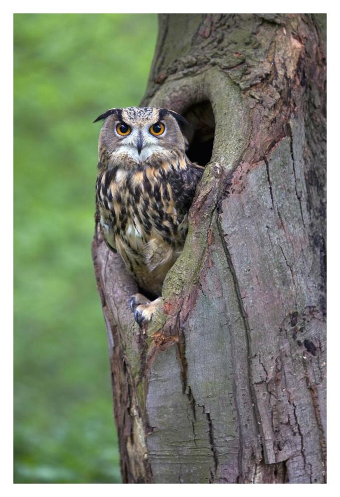 Eurasian Eagle-Owl looking out from a tree cavity, Netherlands-Paper Art-26"x38"