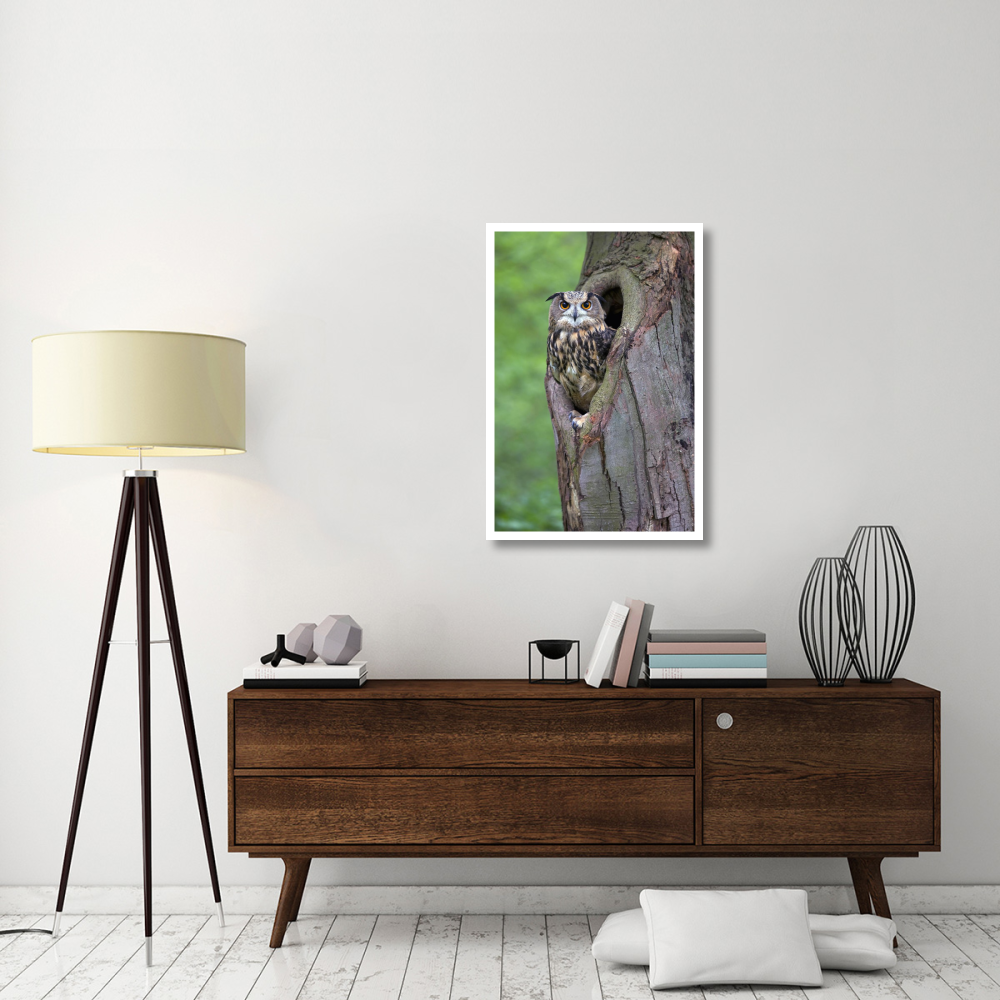 Eurasian Eagle-Owl looking out from a tree cavity, Netherlands-Paper Art-26&quotx38"
