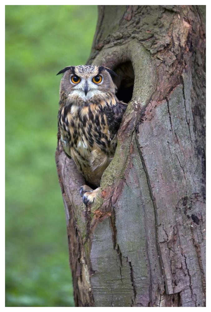 Eurasian Eagle-Owl looking out from a tree cavity, Netherlands-Paper Art-42"x62"