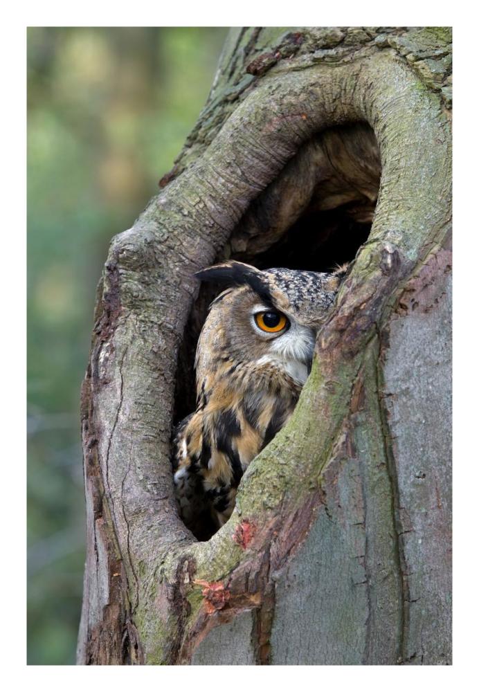 Eurasian Eagle-Owl looking out from a tree cavity, Netherlands-Paper Art-18"x26"