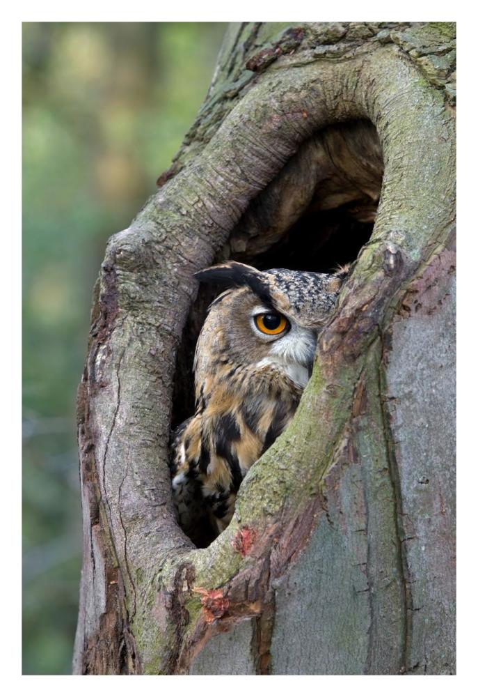 Eurasian Eagle-Owl looking out from a tree cavity, Netherlands-Paper Art-22"x32"