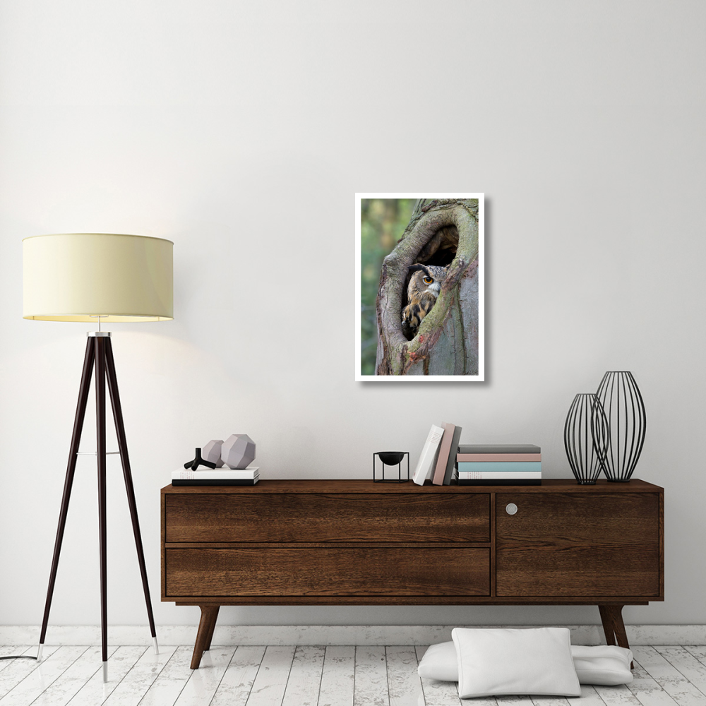 Eurasian Eagle-Owl looking out from a tree cavity, Netherlands-Paper Art-22&quotx32"