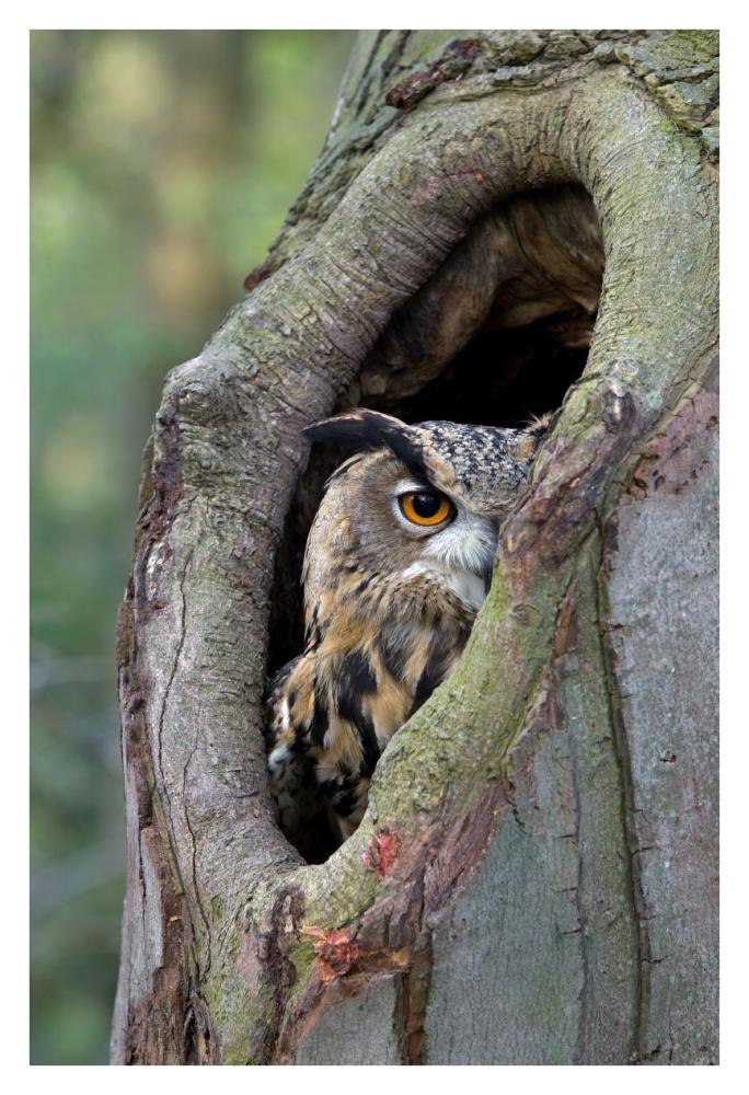 Eurasian Eagle-Owl looking out from a tree cavity, Netherlands-Paper Art-26"x38"