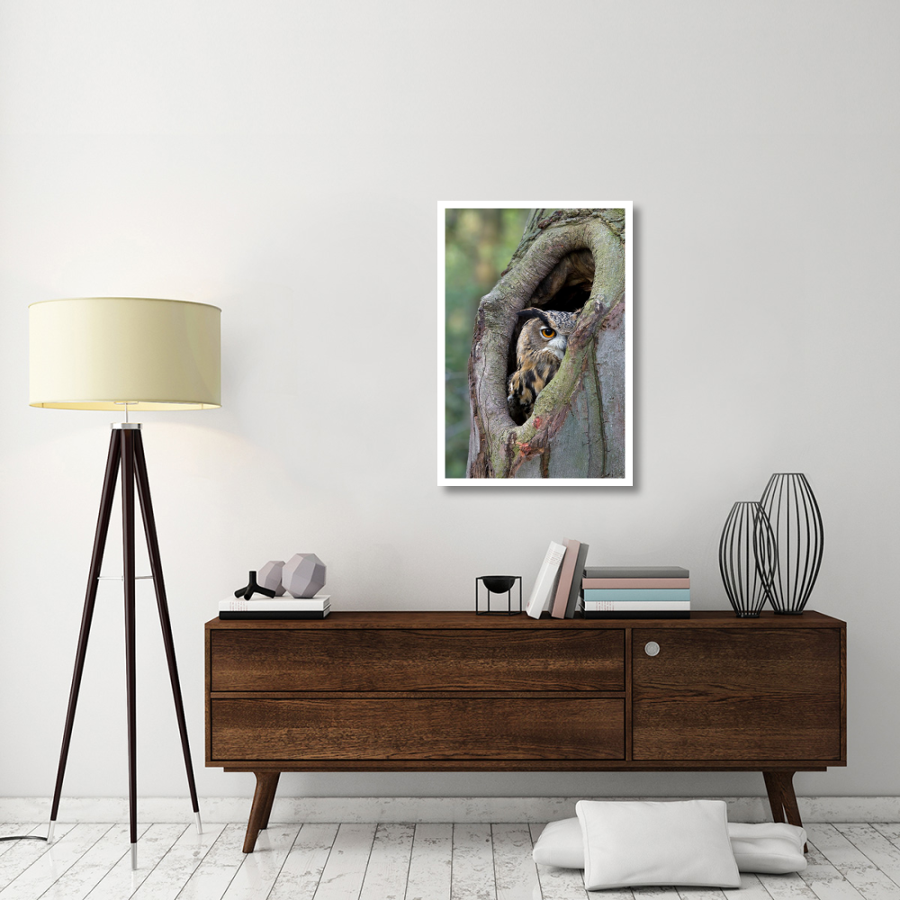 Eurasian Eagle-Owl looking out from a tree cavity, Netherlands-Paper Art-26&quotx38"