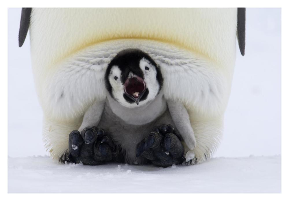 Emperor Penguin chick on the feet of an adult calling, Antarctica-Paper Art-20"x14"