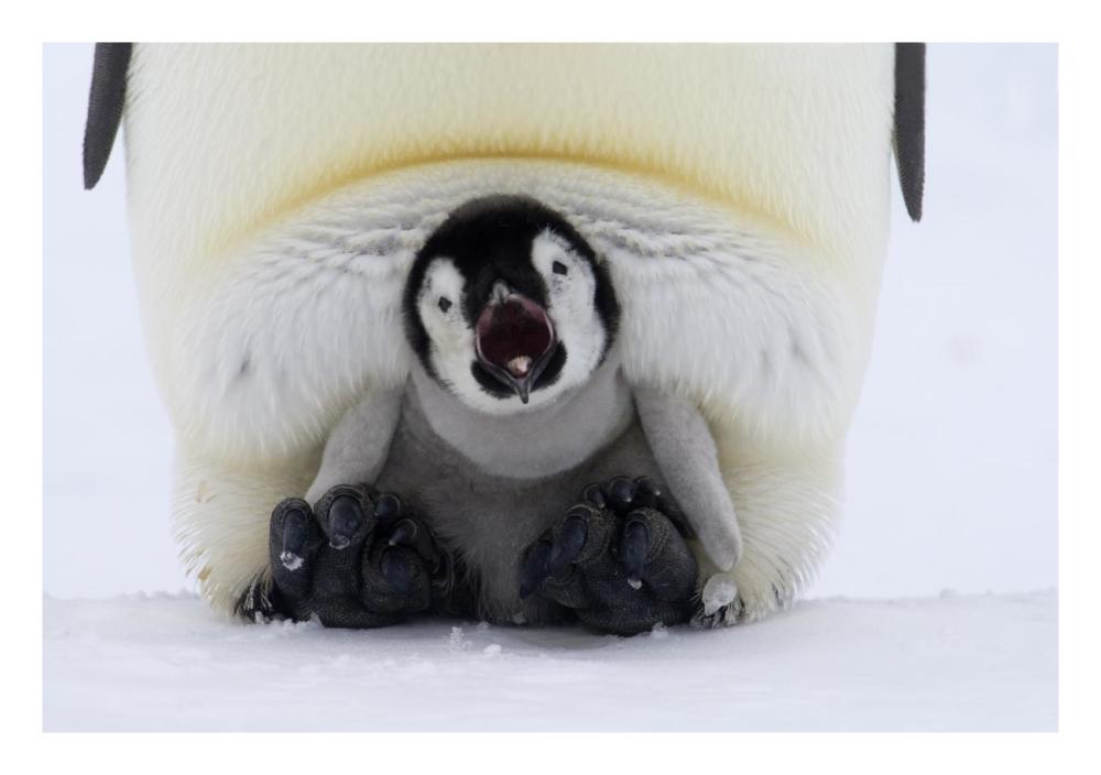 Emperor Penguin chick on the feet of an adult calling, Antarctica-Paper Art-26"x18"