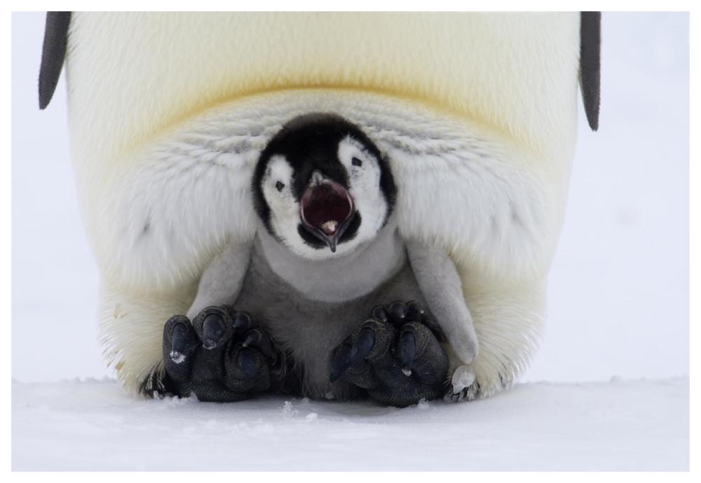 Emperor Penguin chick on the feet of an adult calling, Antarctica-Paper Art-62"x42"