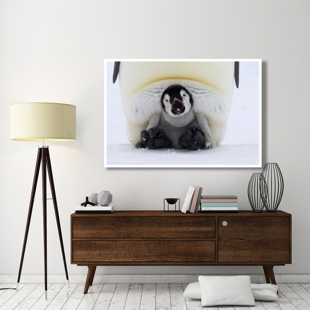 Emperor Penguin chick on the feet of an adult calling, Antarctica-Paper Art-62&quotx42"