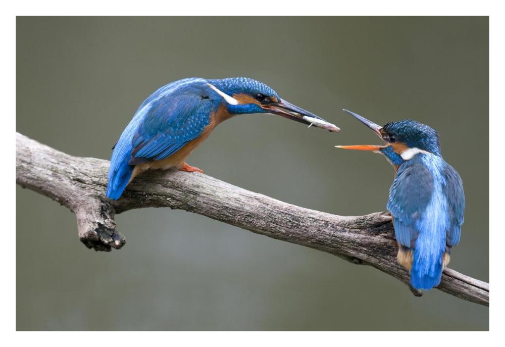 Kingfisher male presenting a fish to female during courtship, Netherlands-Paper Art-32"x22"