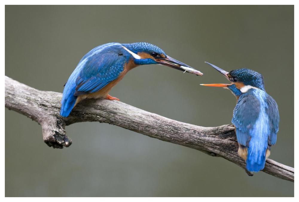 Kingfisher male presenting a fish to female during courtship, Netherlands-Paper Art-62"x42"