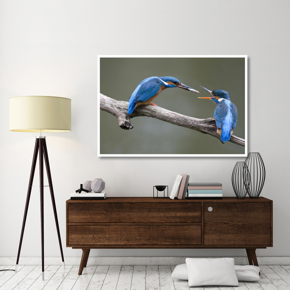 Kingfisher male presenting a fish to female during courtship, Netherlands-Paper Art-62&quotx42"