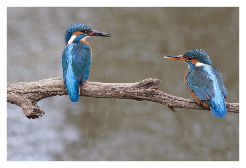 Kingfisher male presenting a fish to female during courtship, Netherlands-Paper Art-38"x26"