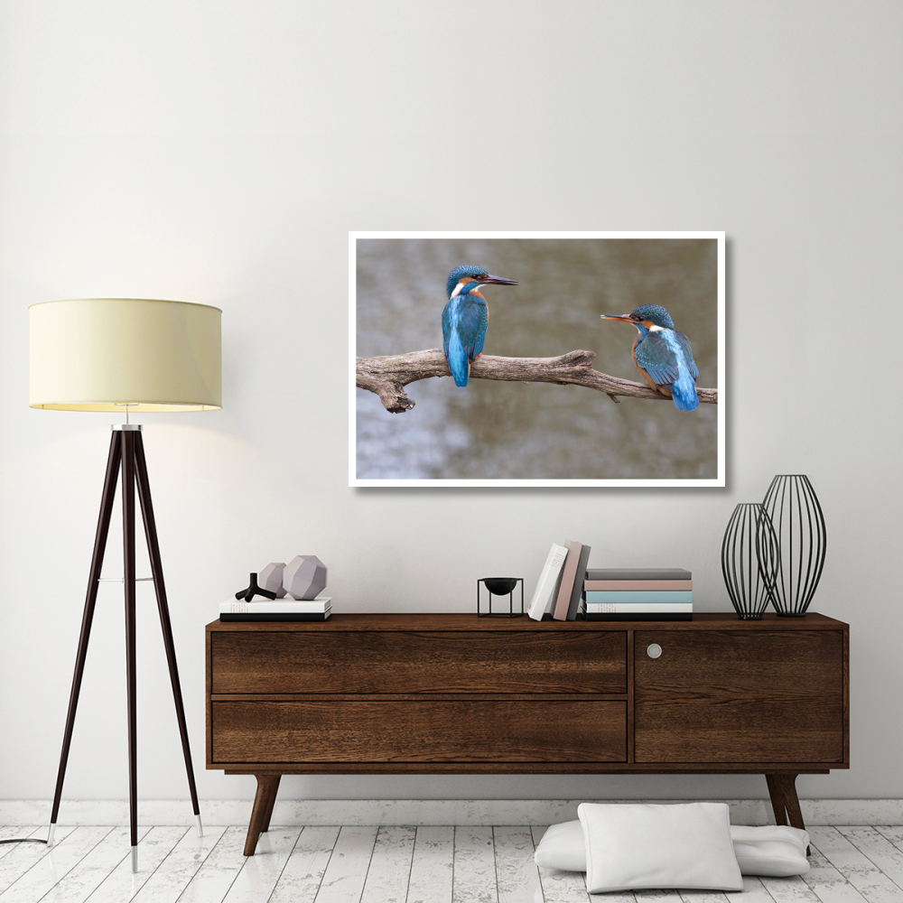 Kingfisher male presenting a fish to female during courtship, Netherlands-Paper Art-50&quotx34"