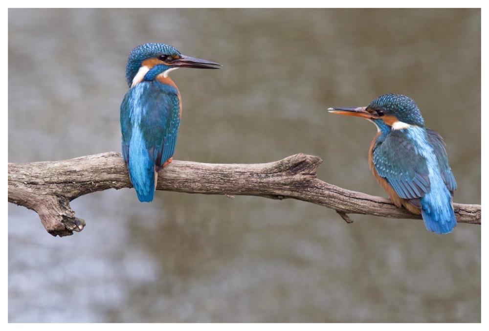 Kingfisher male presenting a fish to female during courtship, Netherlands-Paper Art-62"x42"
