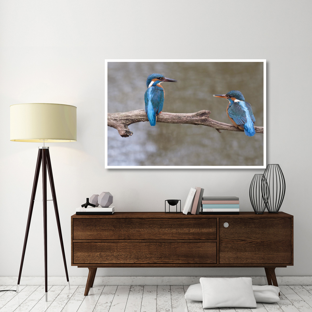 Kingfisher male presenting a fish to female during courtship, Netherlands-Paper Art-62&quotx42"