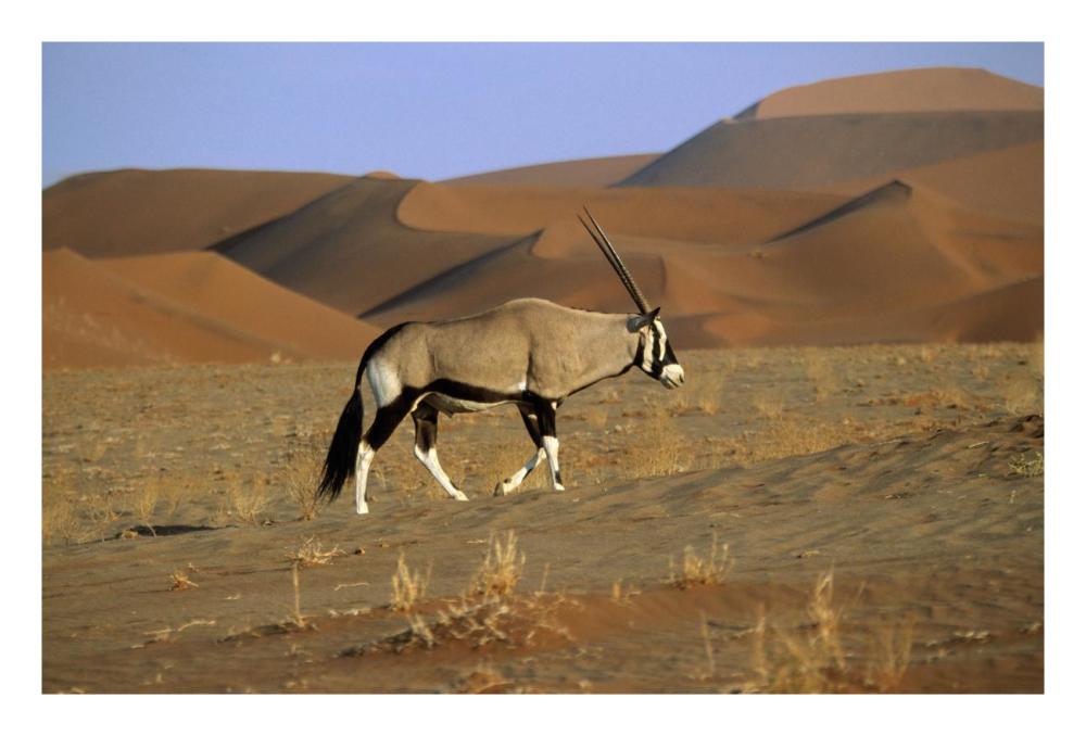 Gemsbok walking across dunes, Sossusvlei, Namib-Naukluft National Park, Namibia-Paper Art-26"x18"