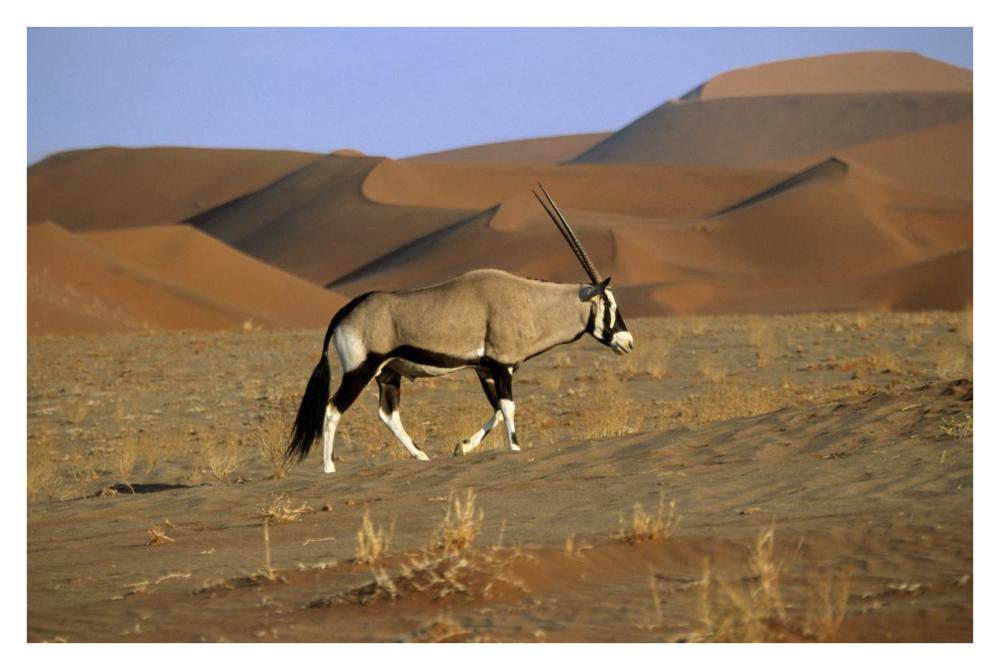 Gemsbok walking across dunes, Sossusvlei, Namib-Naukluft National Park, Namibia-Paper Art-38"x26"