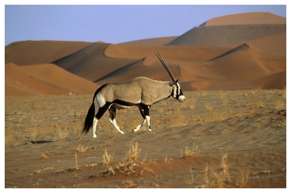 Gemsbok walking across dunes, Sossusvlei, Namib-Naukluft National Park, Namibia-Paper Art-62"x42"