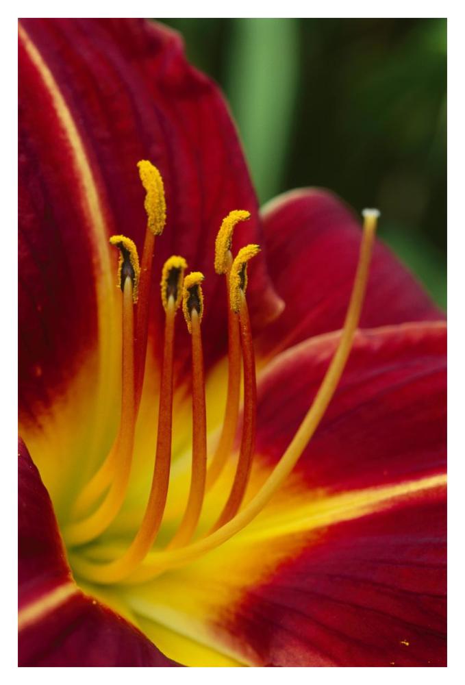 Flower close up showing pistil and stamens, New Zealand-Paper Art-14"x20"