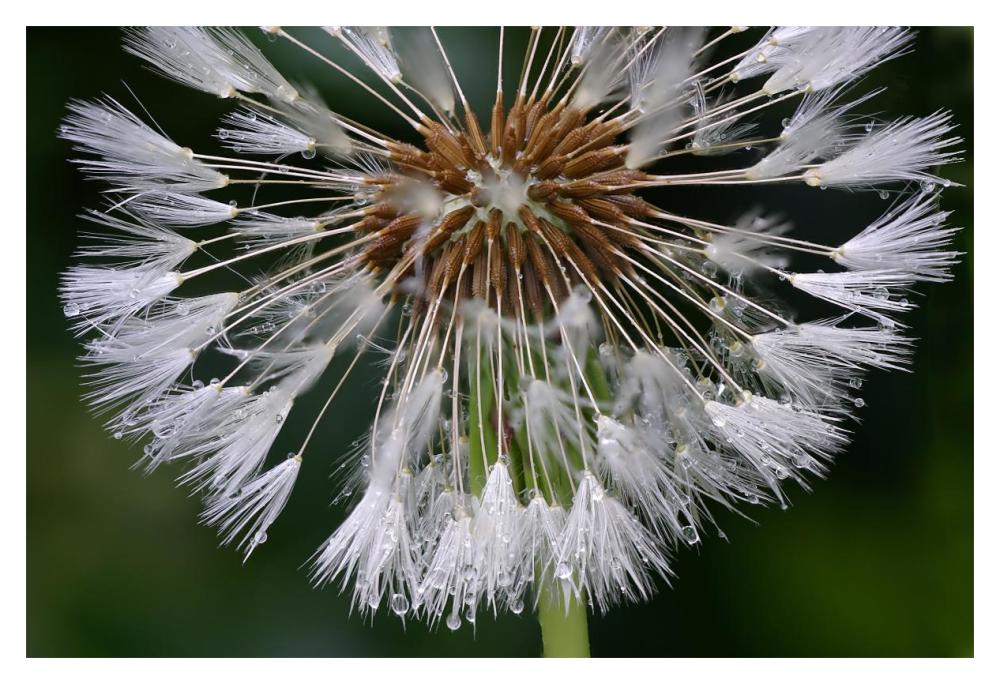Dandelion seedhead-Paper Art-20"x14"